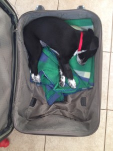 Bay in Suitcase